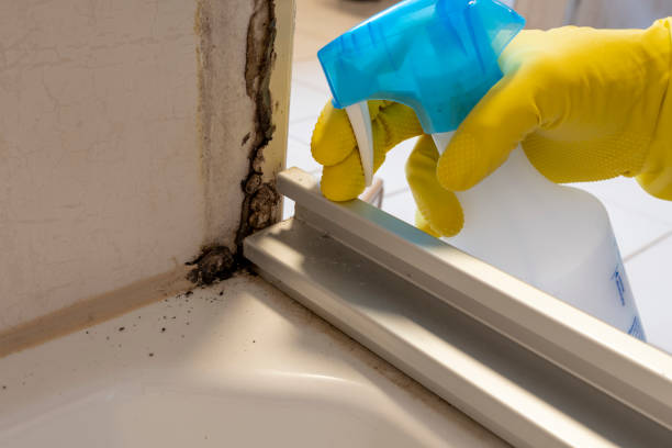Best Mold Remediation for Schools in Bryson City, NC