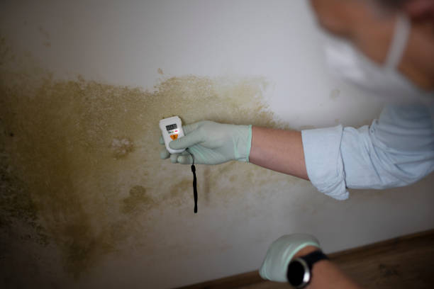 Best Preventive Mold Services in Bryson City, NC